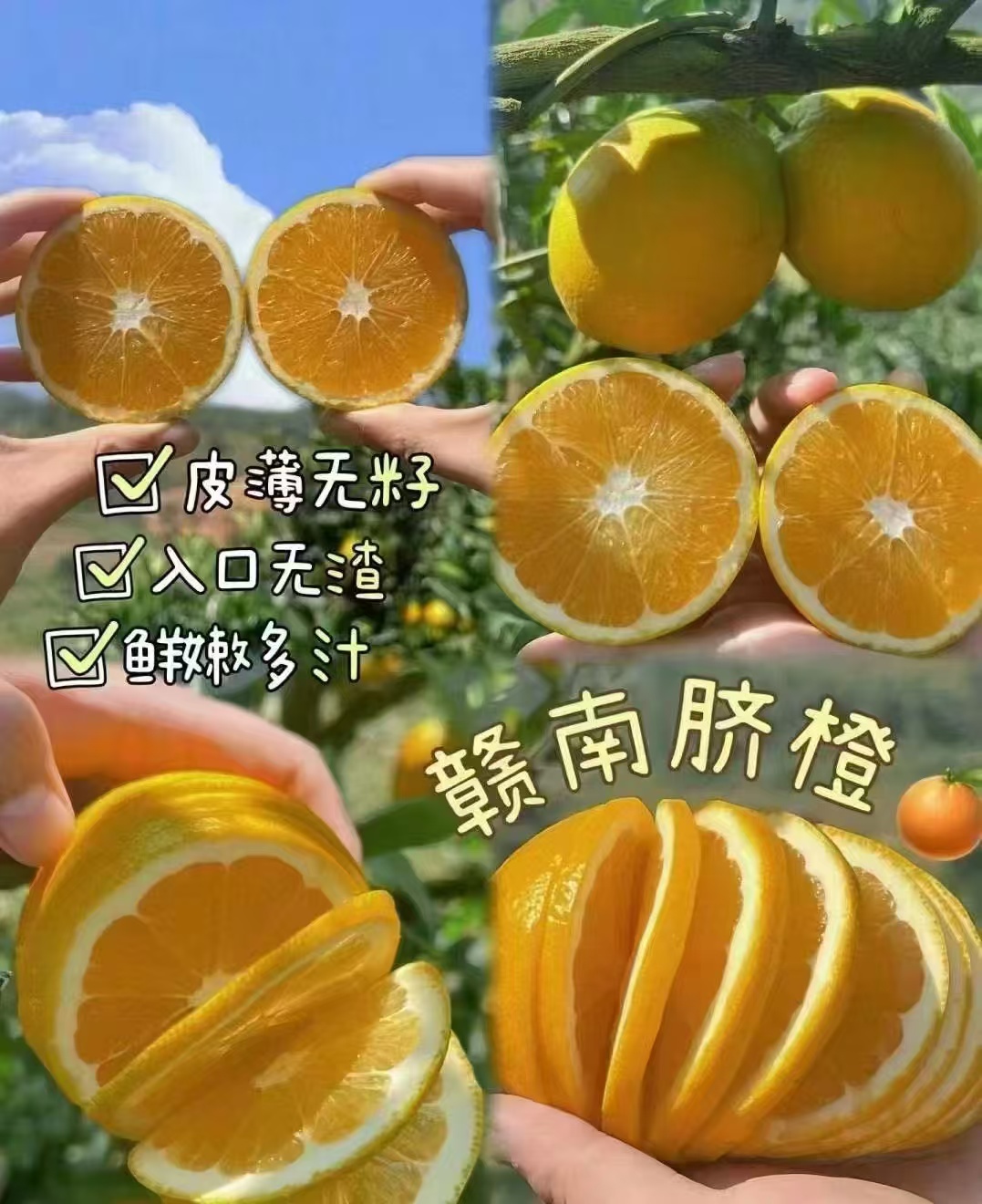 小艾的家庭装赣南脐橙（优选果贺家国最后结局）