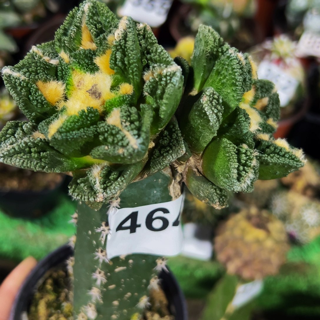 无花朵双头宽尤颗粒辛顿464