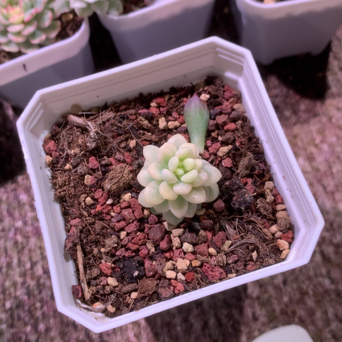 ‘***摇洛可可覆轮锦有根