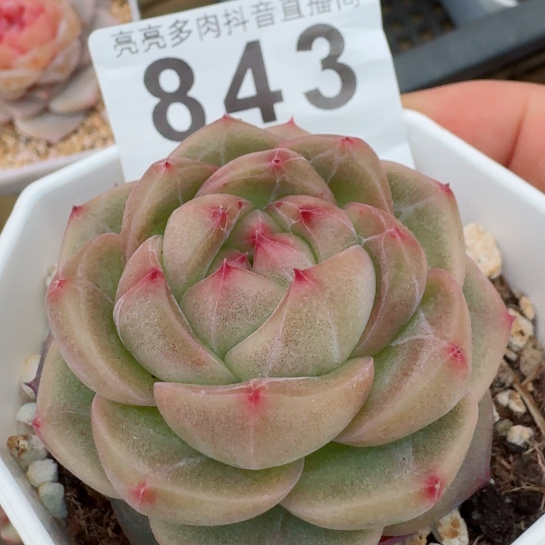 月玲珑珍妮         精品多肉