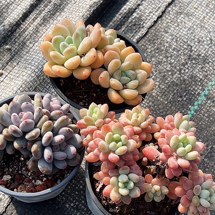 多头奶油美人，泡泡酱，多头香香雪