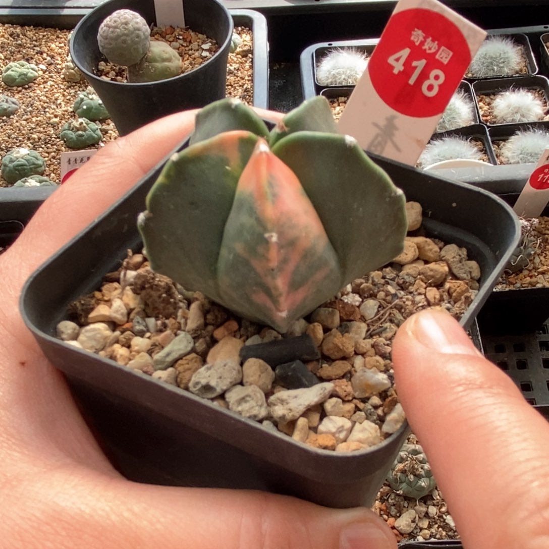 鸾凤玉锦一颗仙人球