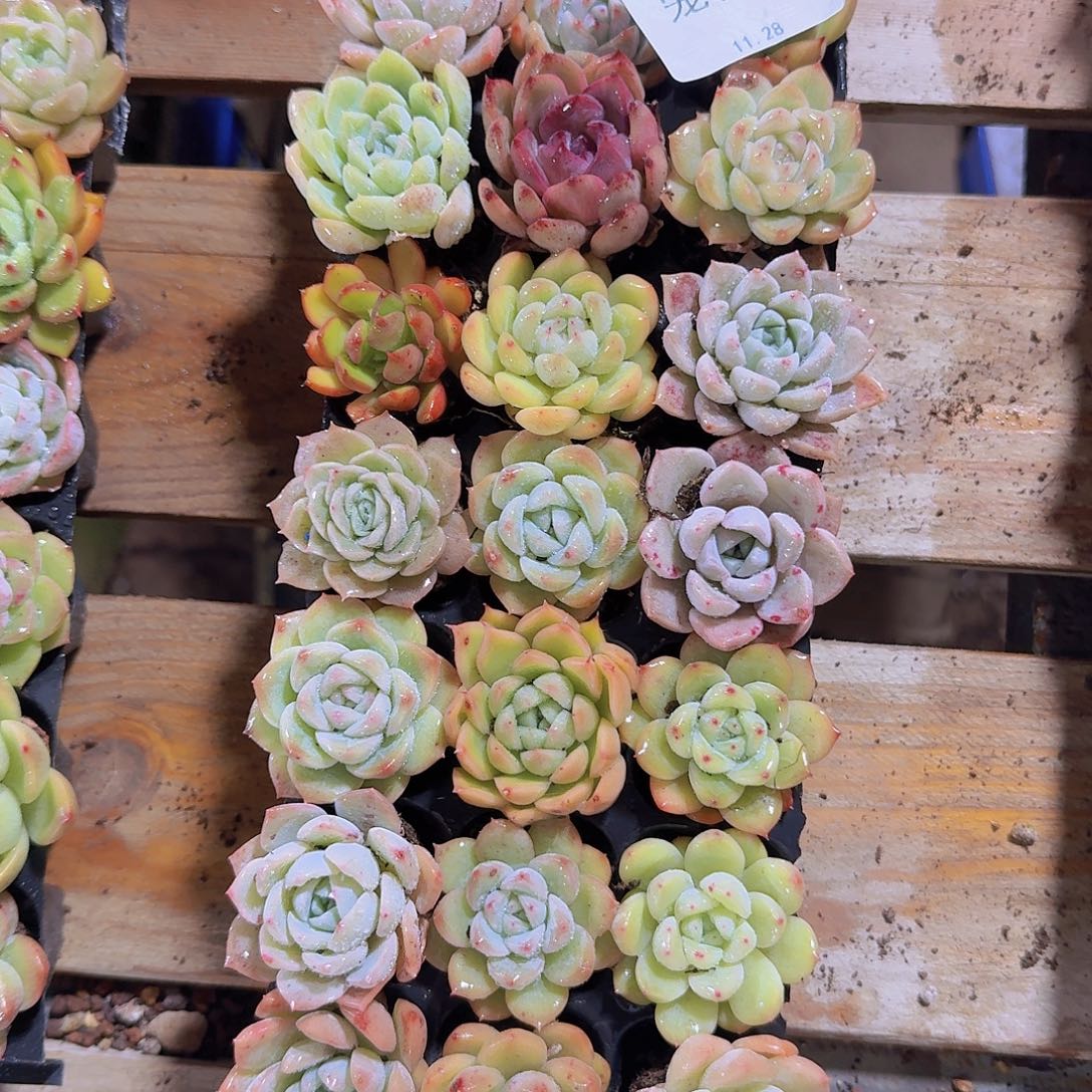 直播福利一物一拍69