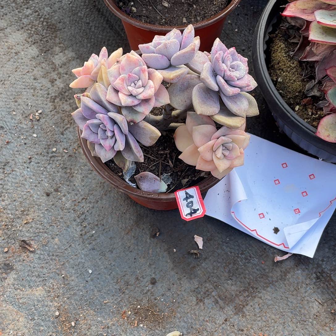 404紫乐锦 一物一拍多肉