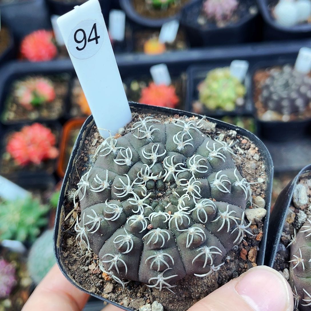 非偏远地区满25包邮仙人球