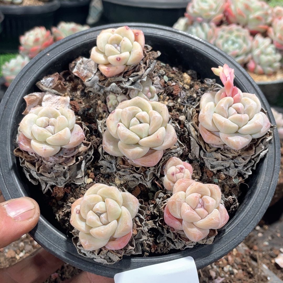 Qiu 专拍冰玉一盆多肉