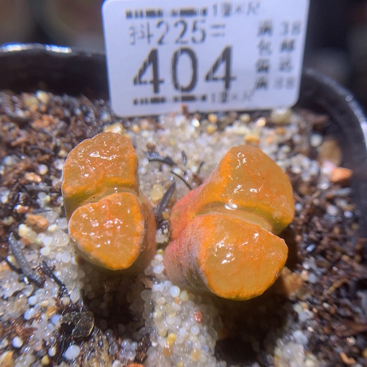精品生石花235.404蛋糕