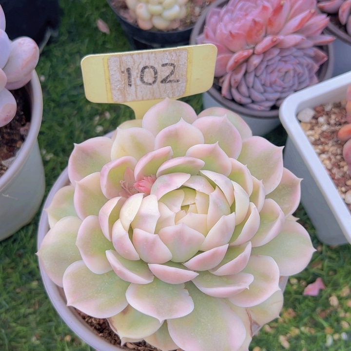 健健康康平平安安