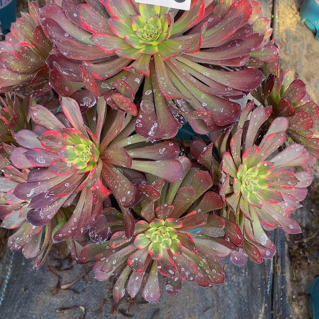 图***图多肉法师986号烟花发货不包损