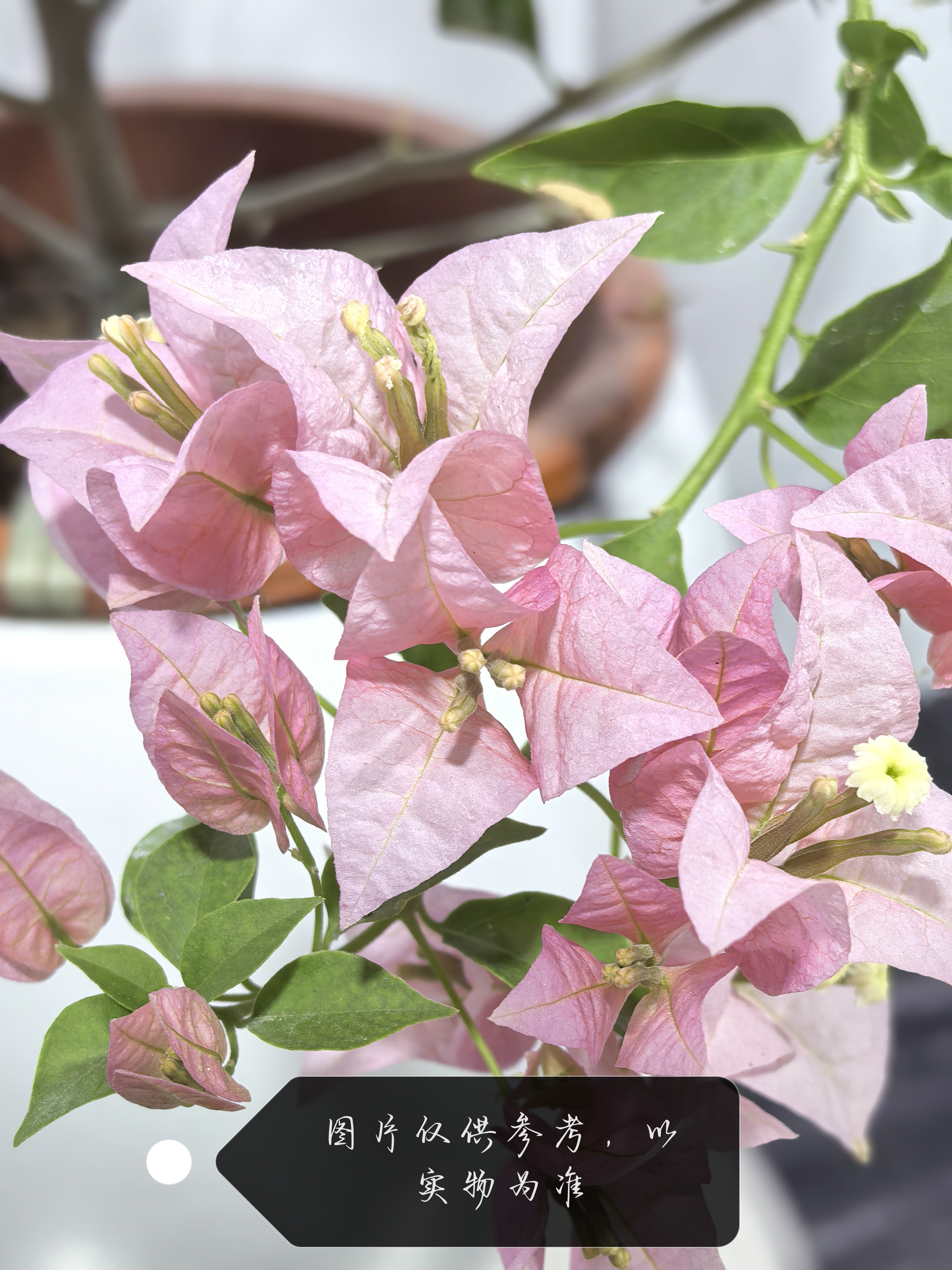 【卡亚塔】三角梅，按照主播所说价格付款拍错价格随机发