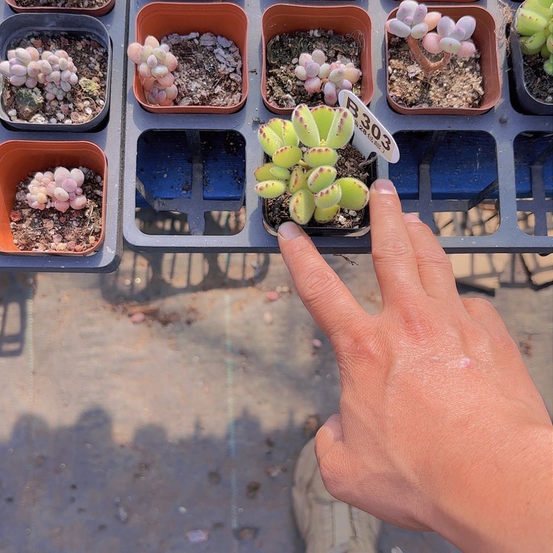 梦**境B303熊童子一物一拍