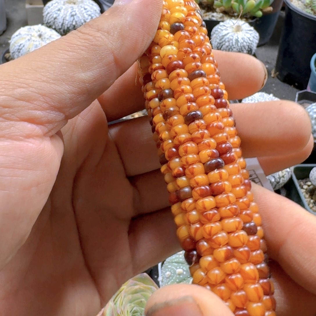 475玉米手把件脱土发货