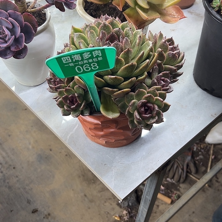 清***。水晶多肉植物精华068