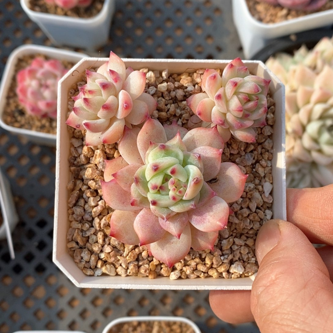 精品多肉一物一拍不包整263