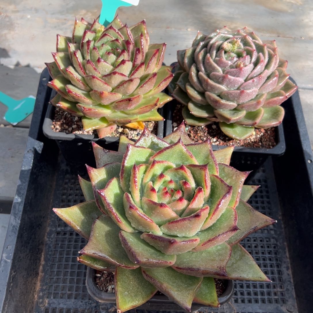 从前慢多肉精选编号0124.170