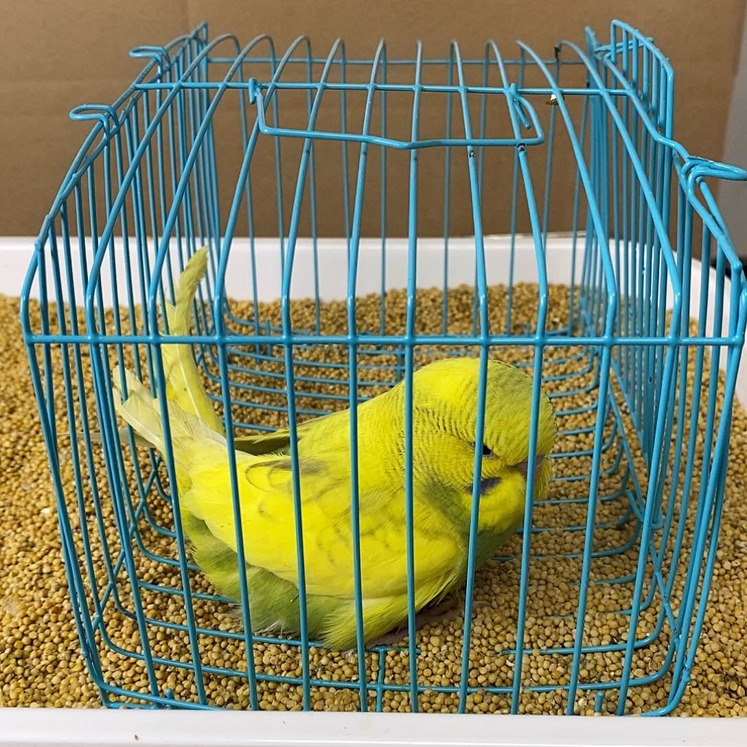 虎皮鹦鹉大头虎皮