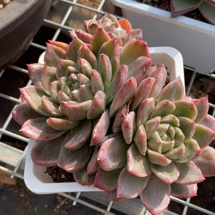 D670- 直播福利 格拉姆琳石化
