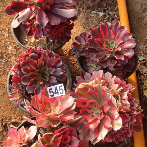 545五颗法师多肉植物