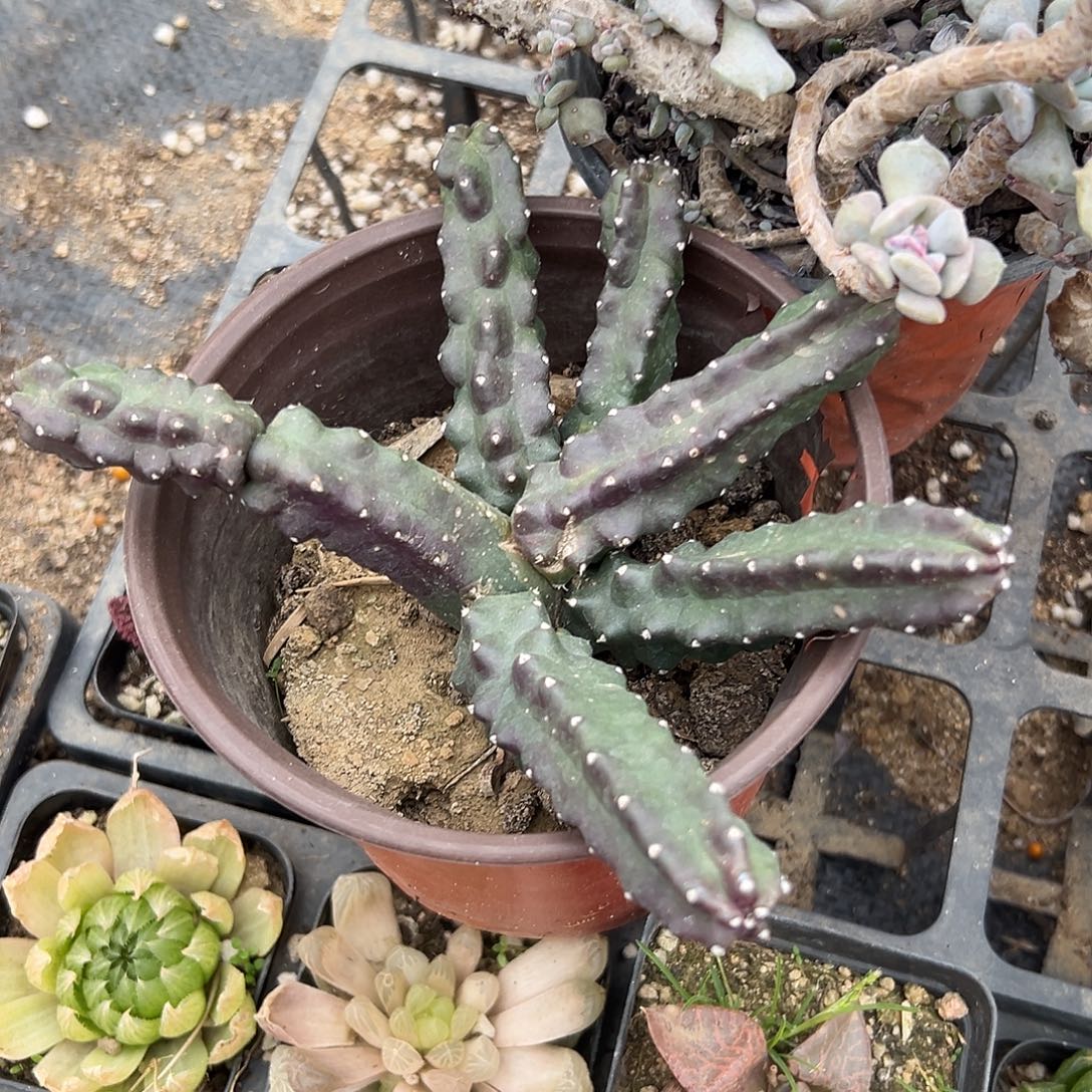 多肉植物水仙晴朗