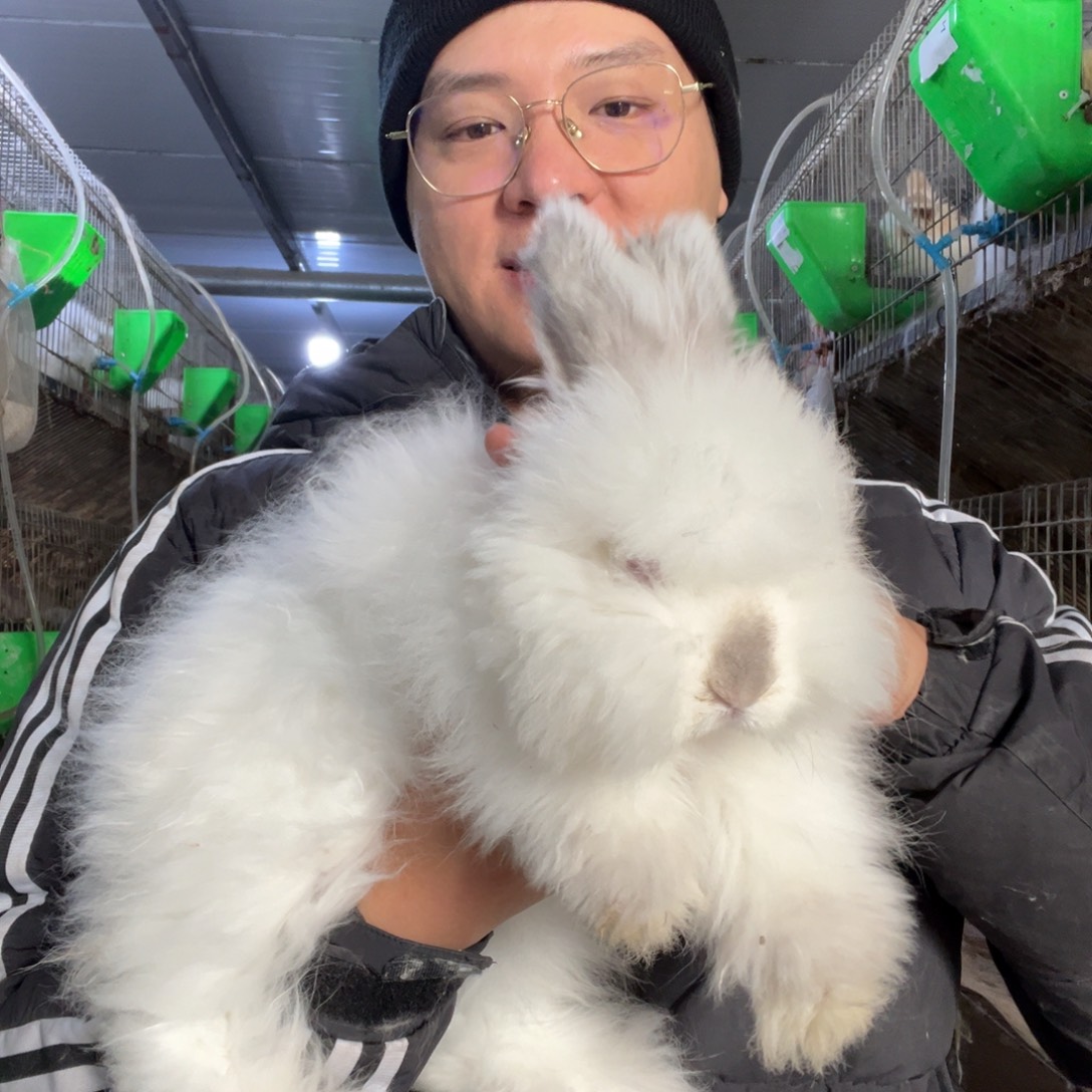 双血统英系安哥拉兔