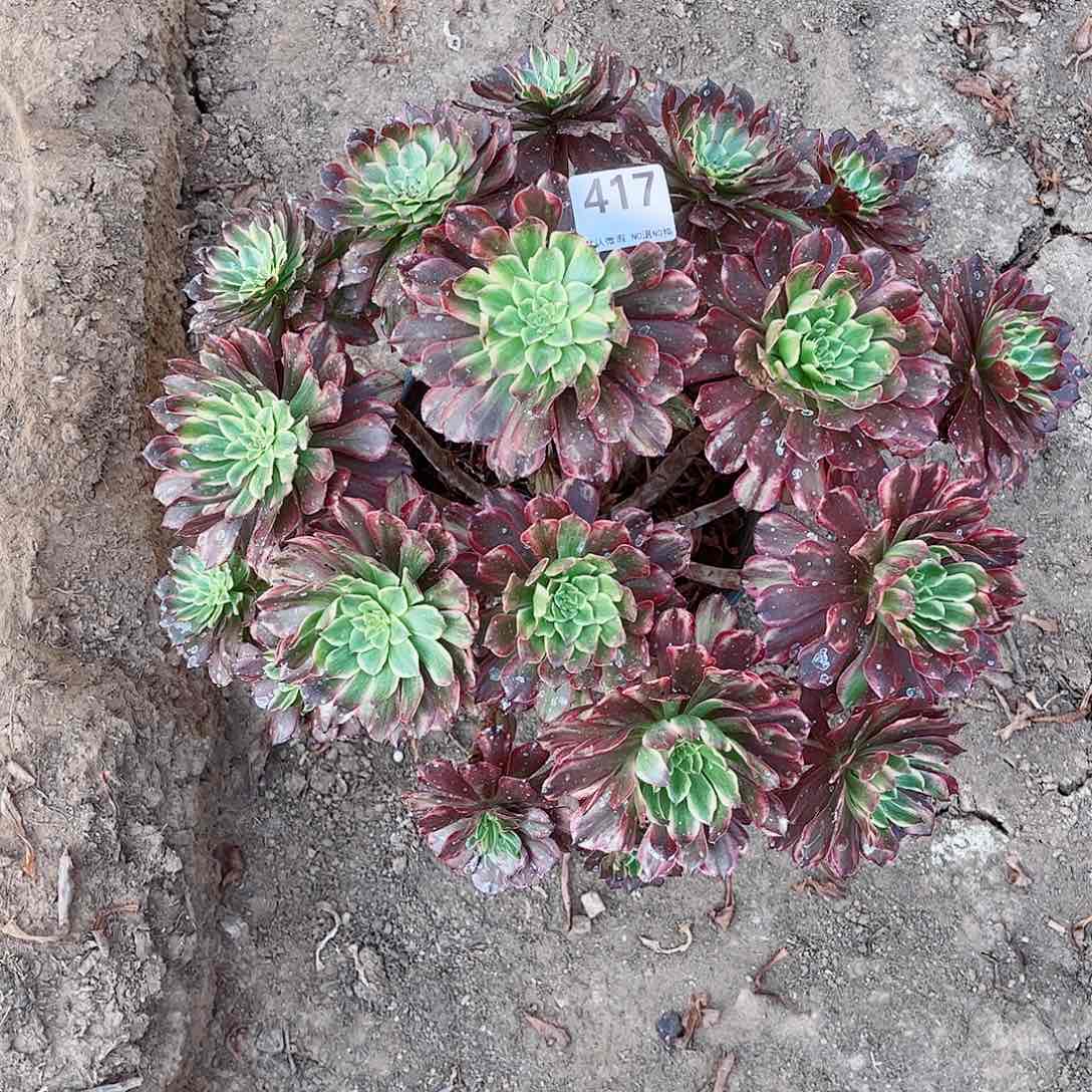 无花朵多肉植物粉黛417