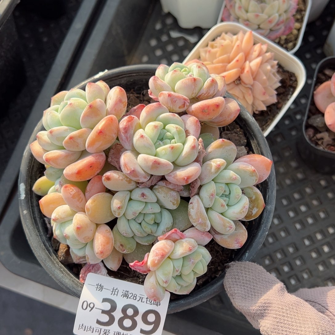 冷香多肉多肉多肉多肉