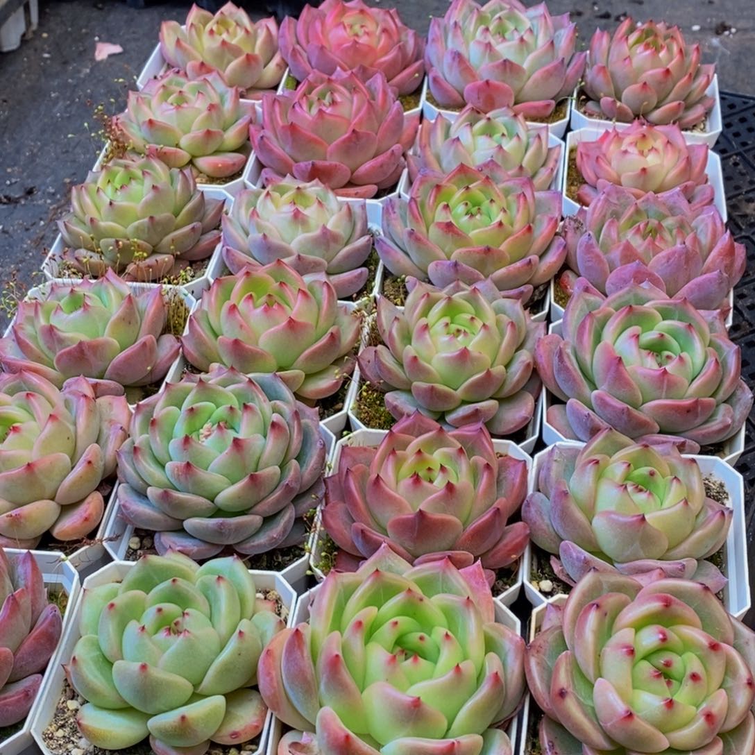 小****y928多肉植物保护研究所所长的