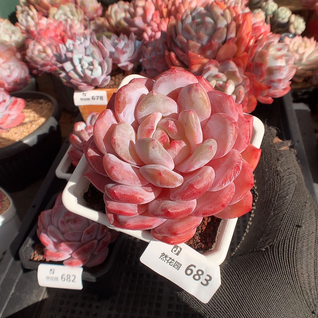 683雪天使多肉植物6666