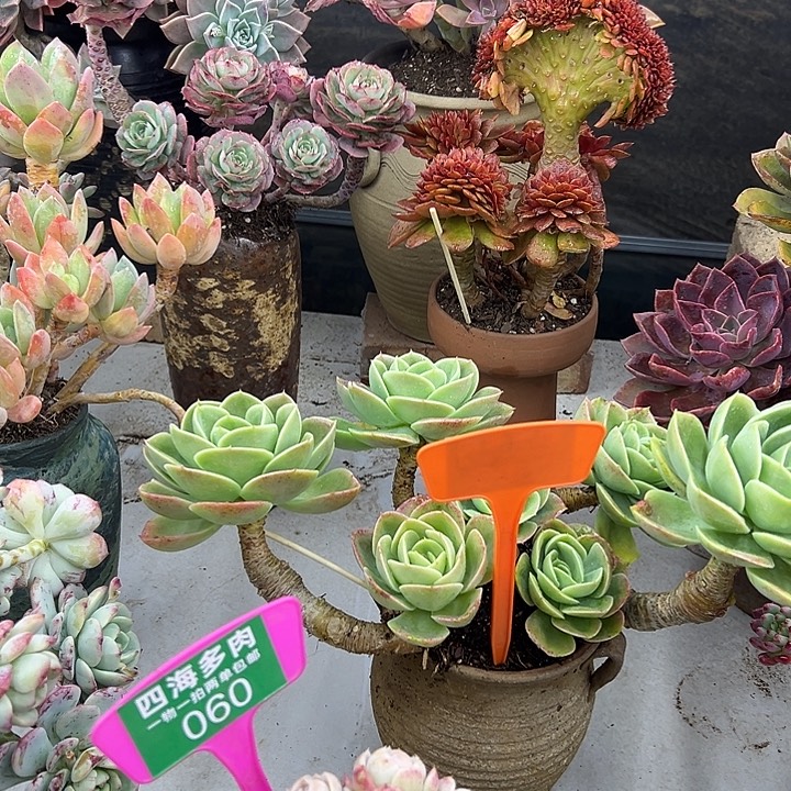 晴***空星娜塔多肉植物精油006