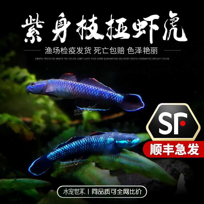 紫身枝桠虾虎原生鱼黄唇溪吻鱼高帆淡水冷水鱼耐活新红吻观赏鱼
