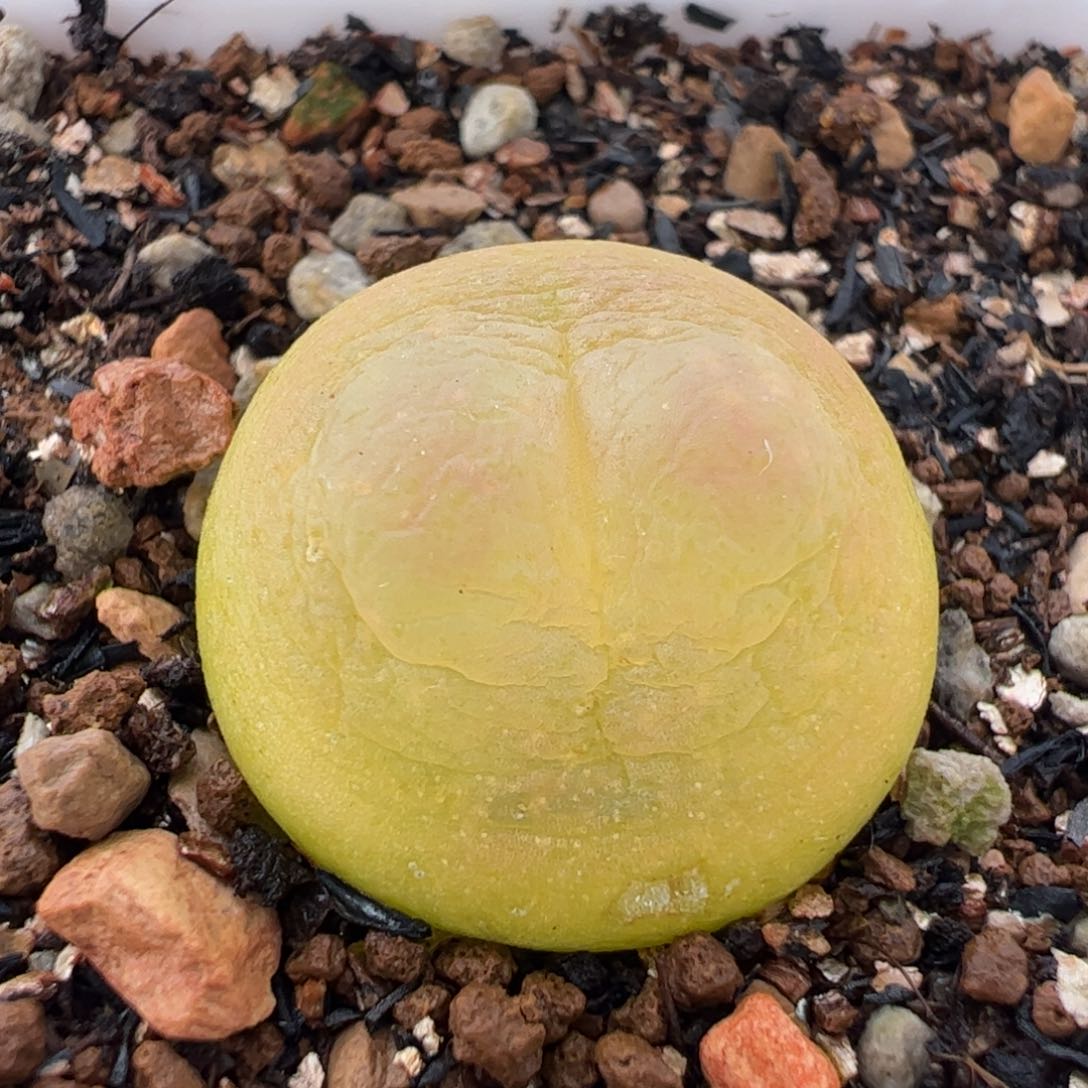 752多肉植物百科