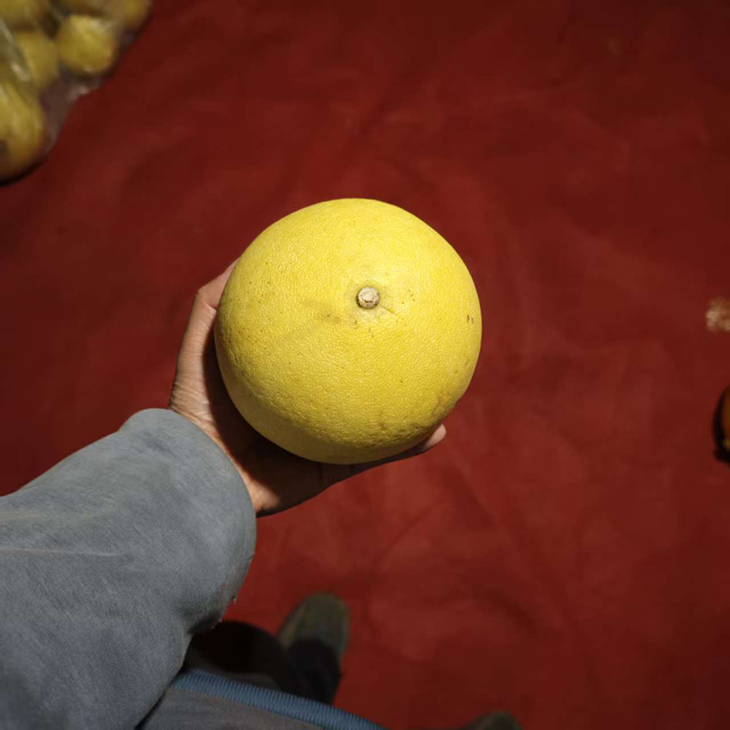 玉环文旦迷你果小甜果柚子正宗自家果园种植当季新鲜水果浙江特产