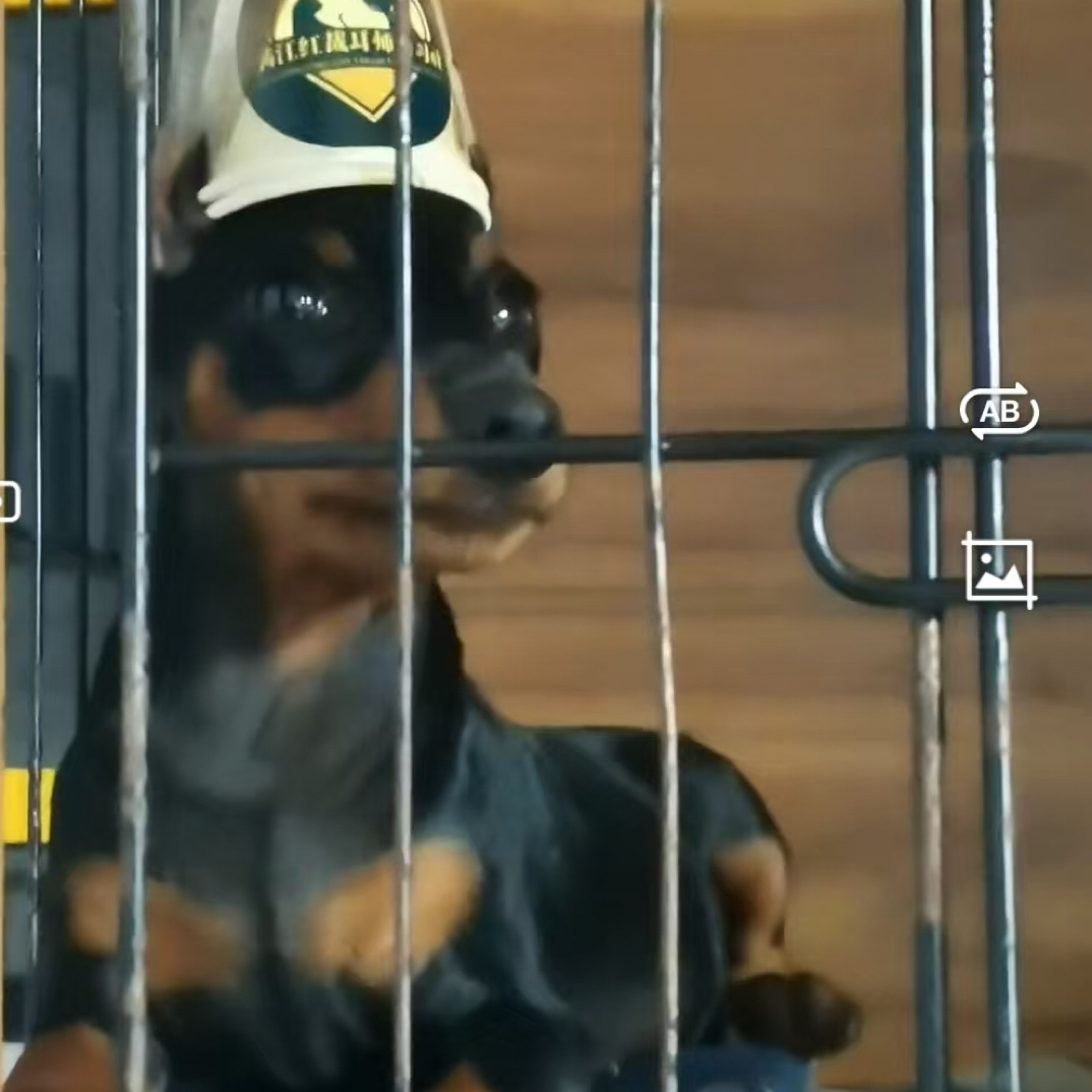 047-01迷你宾莎犬、迷你杜宾