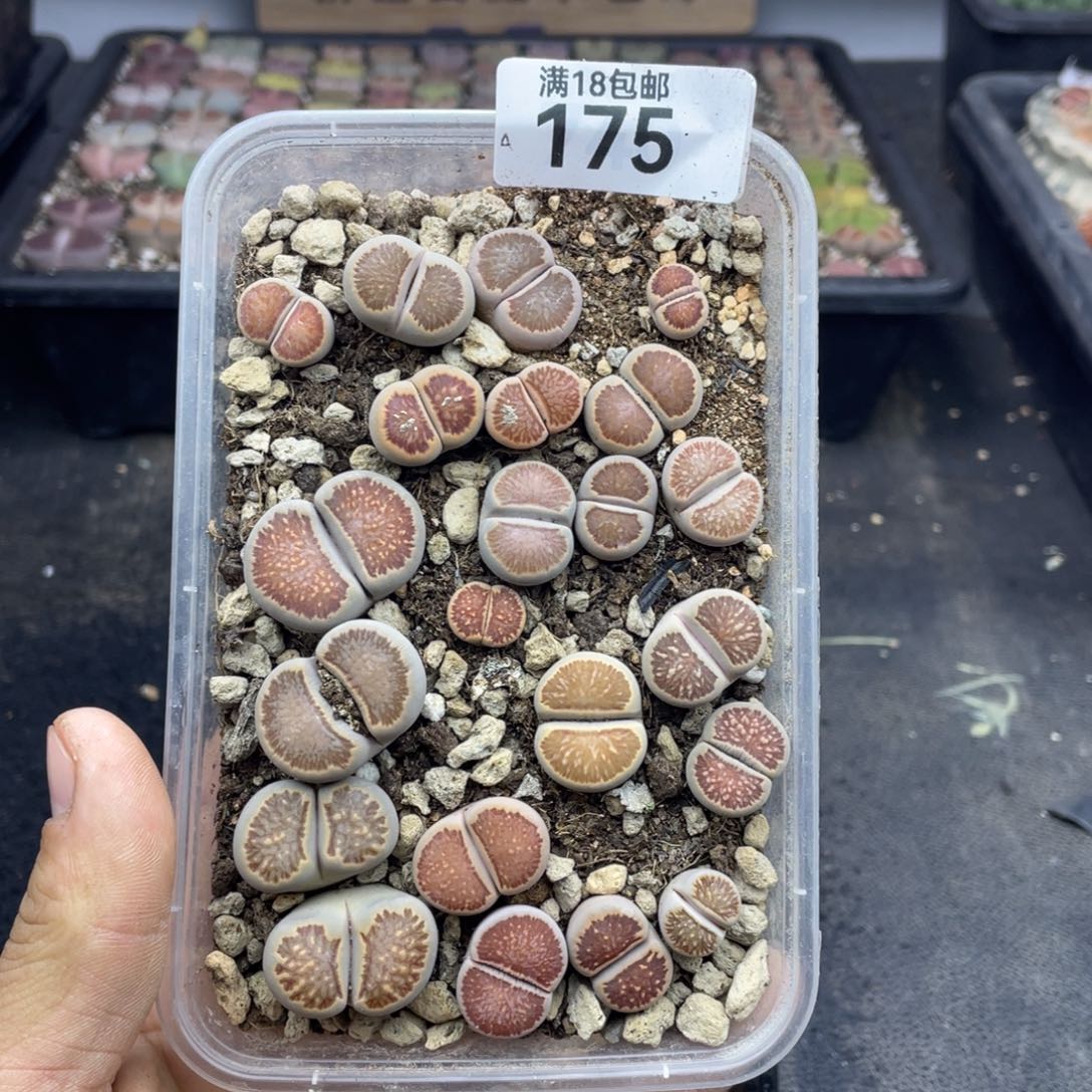 红陶00000000000000175