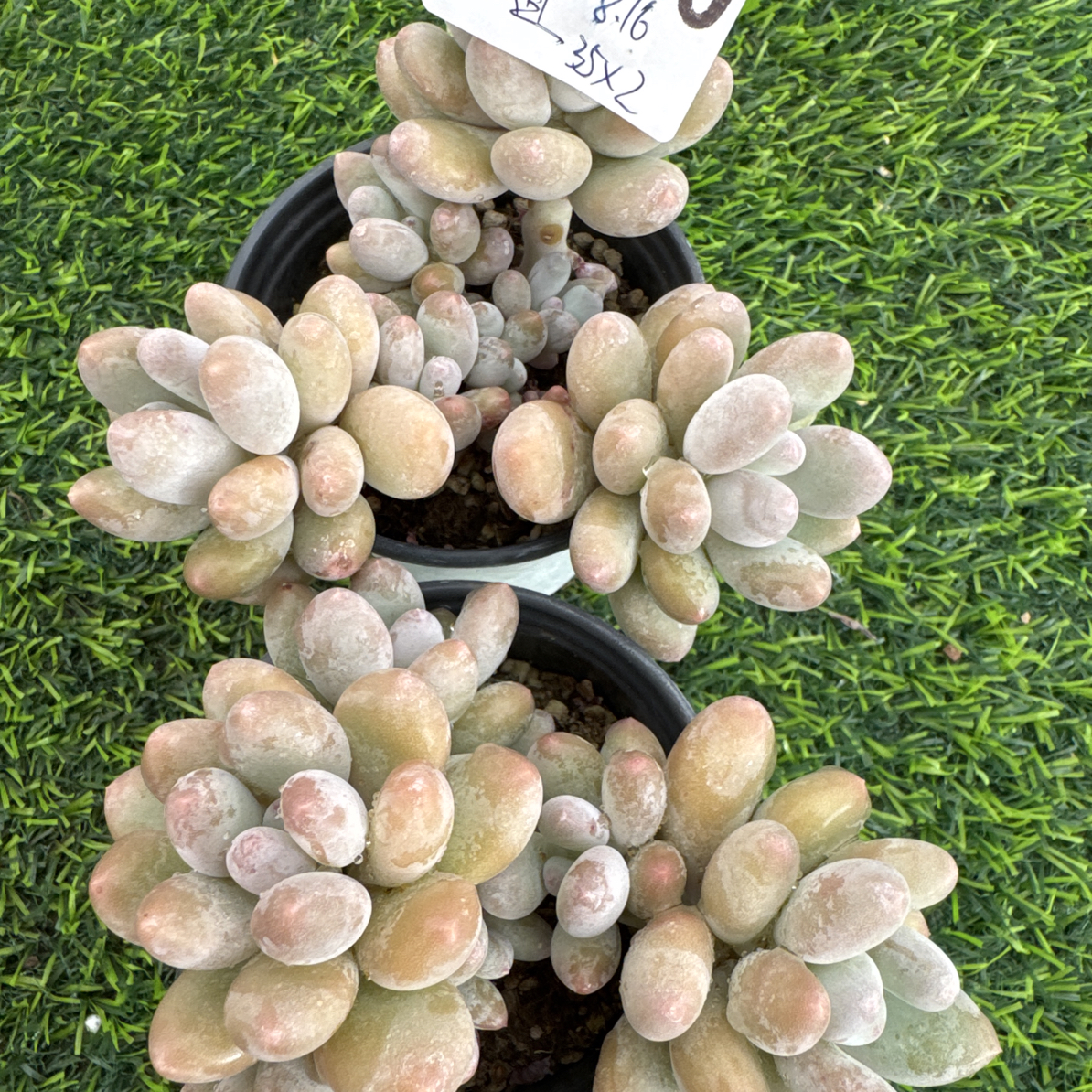 B170，宝姐，多肉植物，海狸美人 2 颗