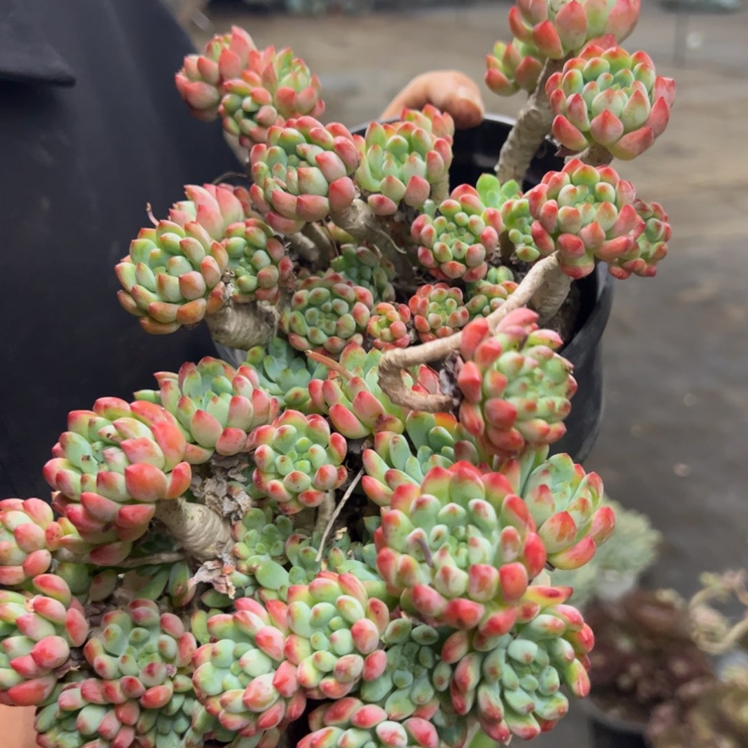 蓝苹果整装整群两盆