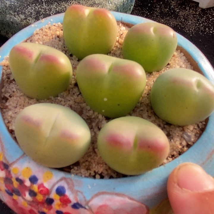 6522大型桃割娘杂一颗