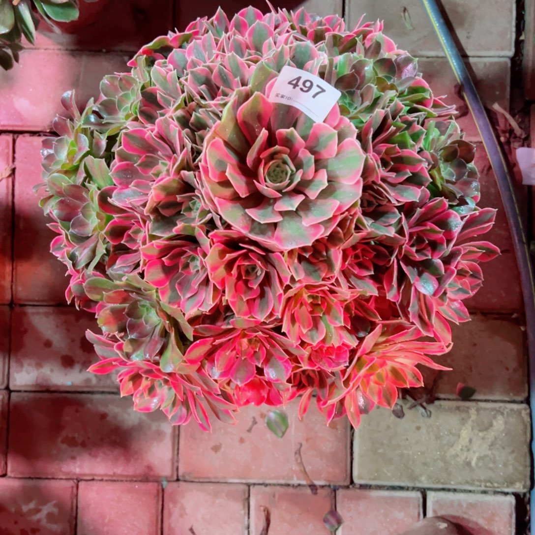 497红粉佳人法师多肉植物