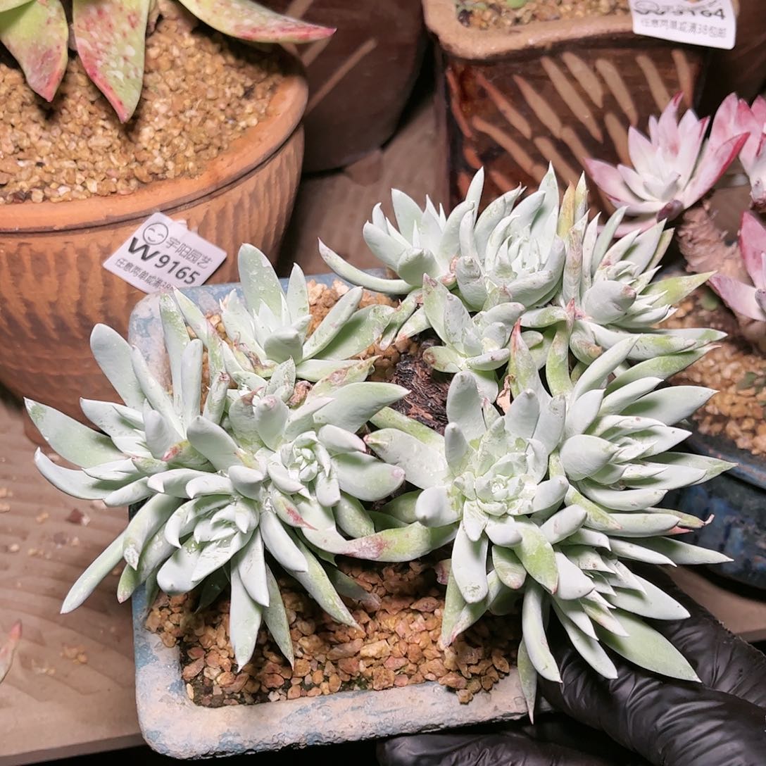 9166雪奴仙女杯多肉