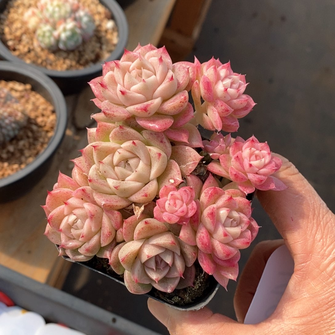 精品多肉一物一拍不包整136