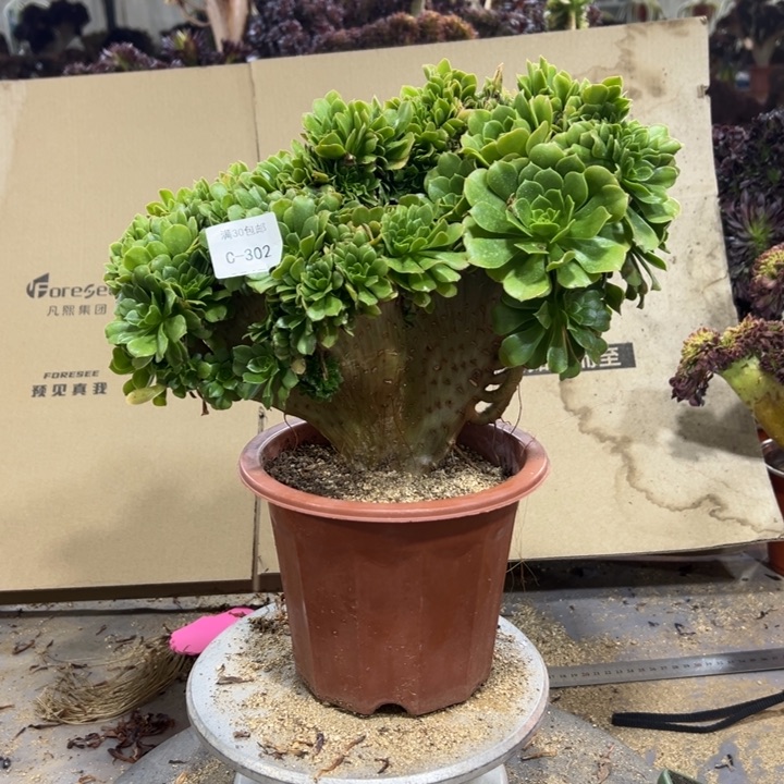 302绿羊绒多肉植物不售后