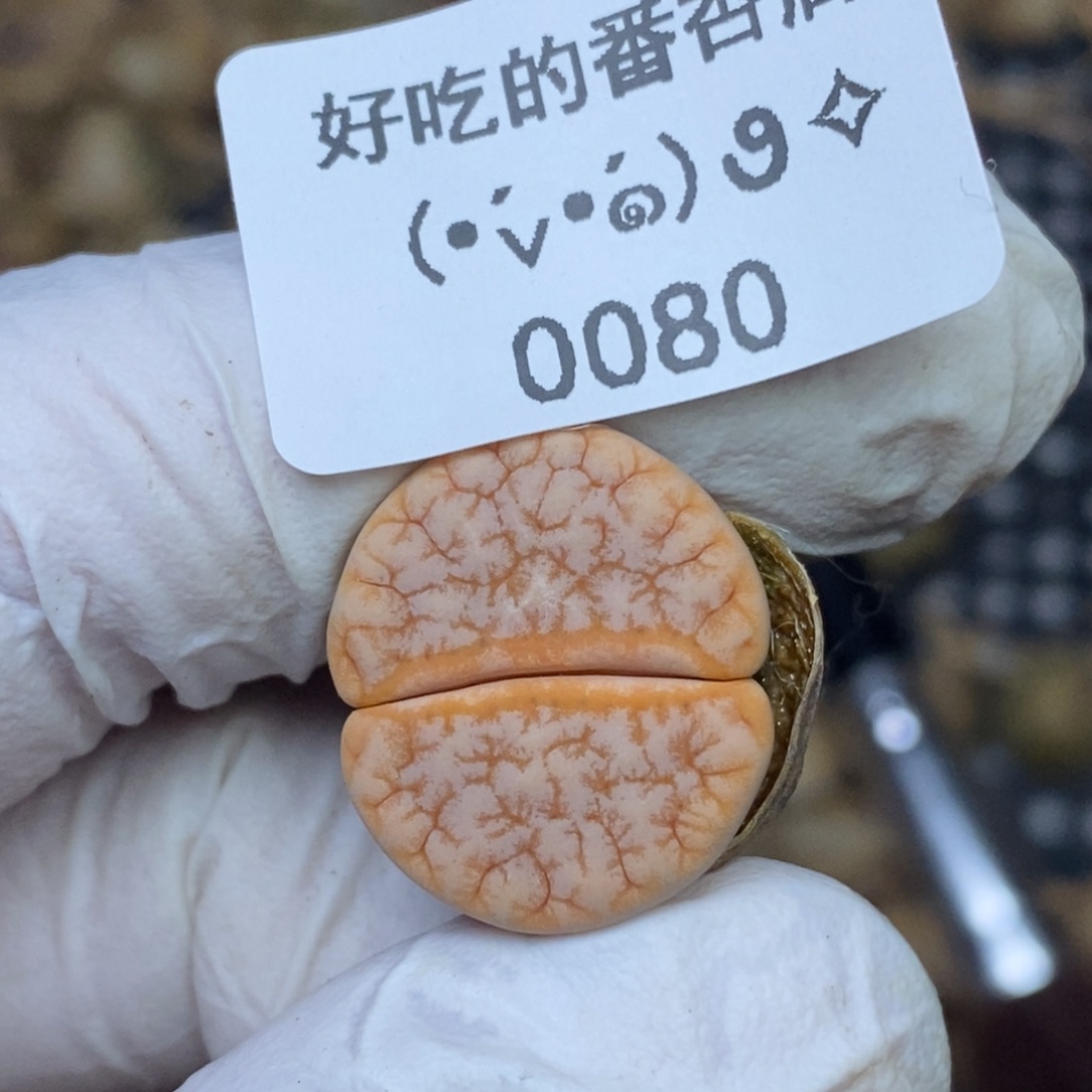 0080。零下拍保温.18包邮.当天凑哦