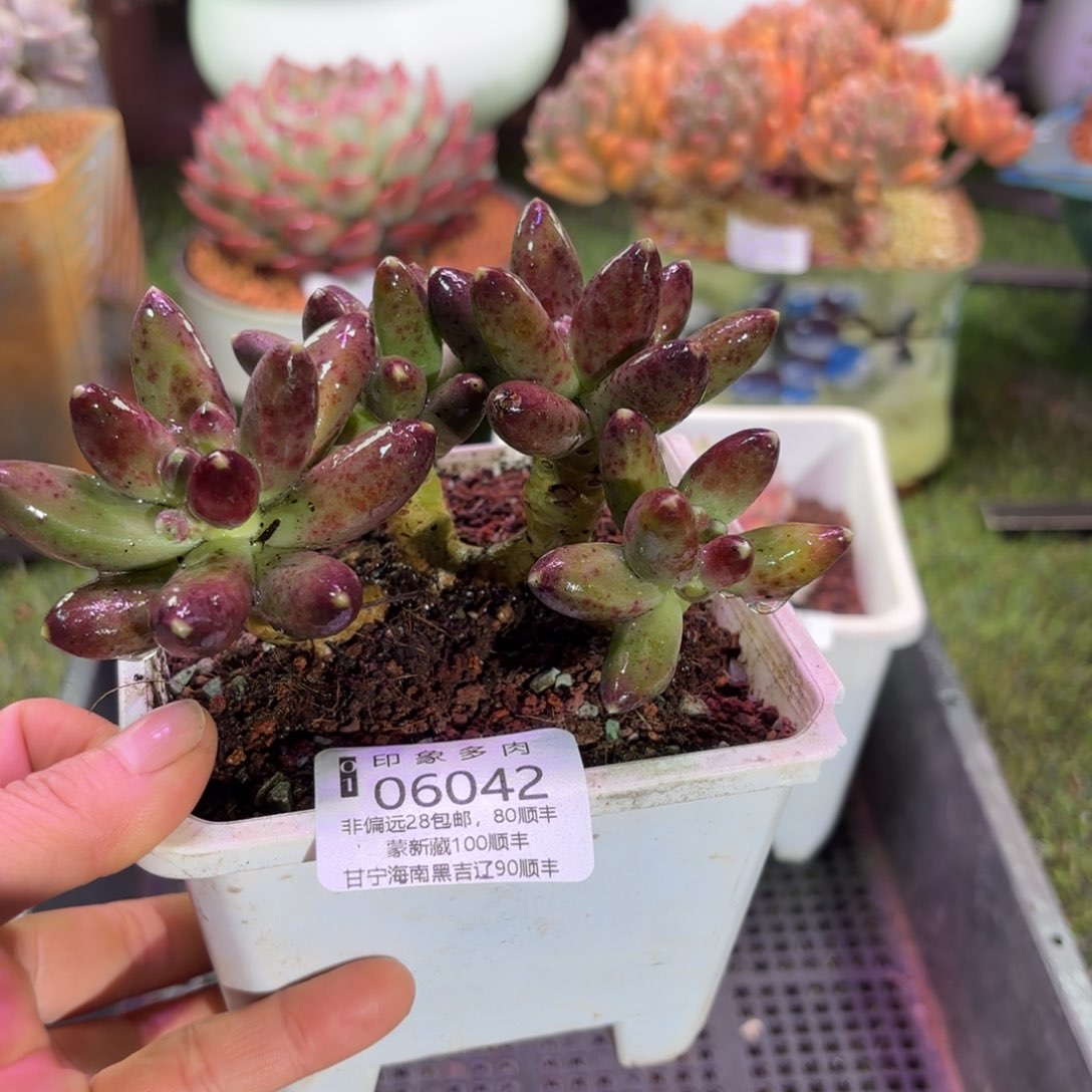 多肉植物06042fggy