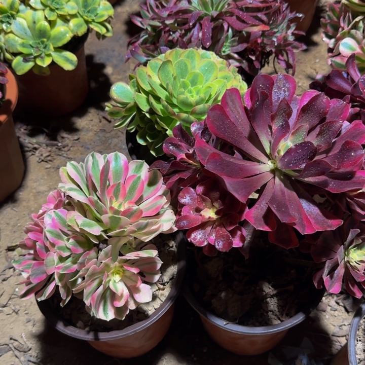 美杜莎➕粉女巫9.9。