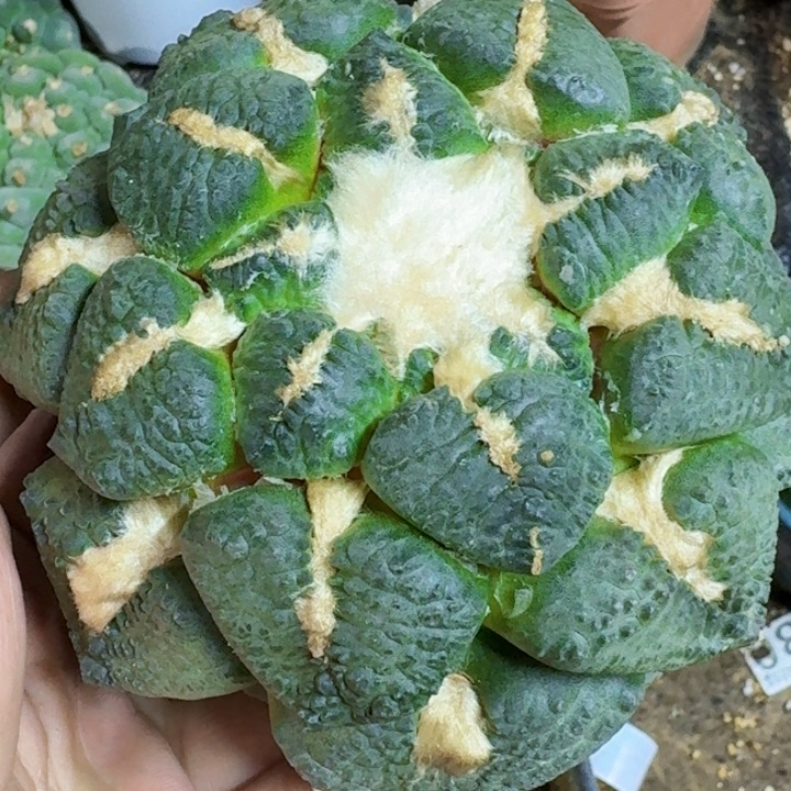 无花朵玖*福利苗接连山367