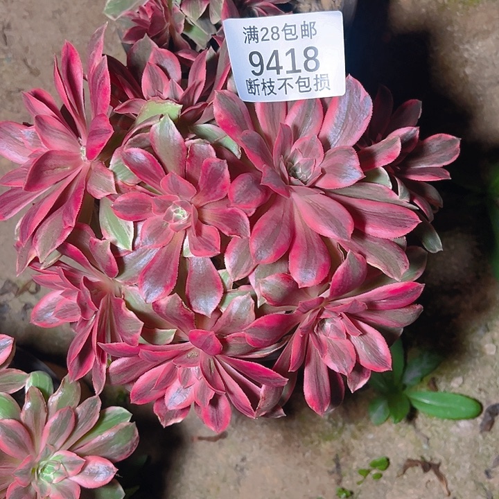 9418浣纱多肉植物