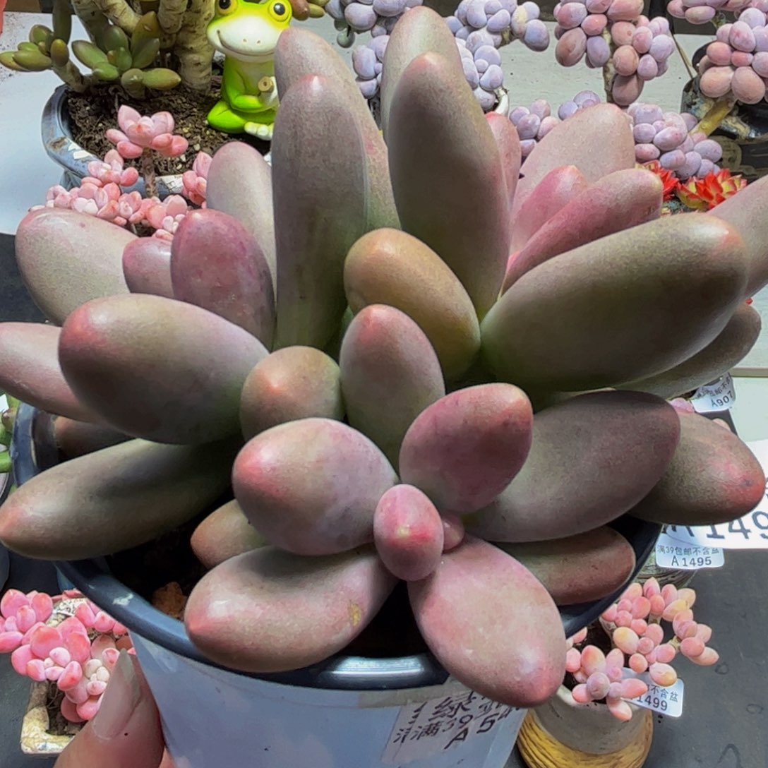 494/10cm糖果美人多肉植物