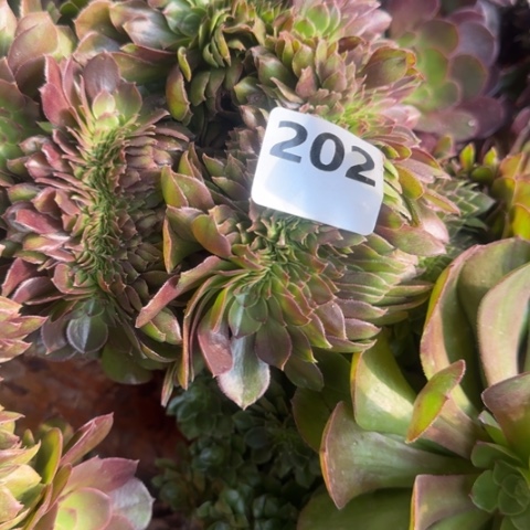 小*法师万缀17-44