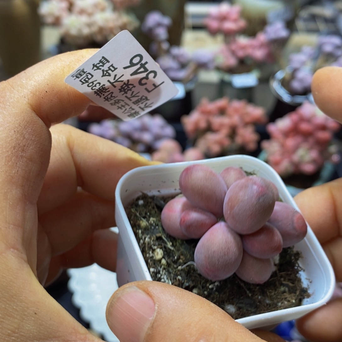 346 糖果美人4 厘米