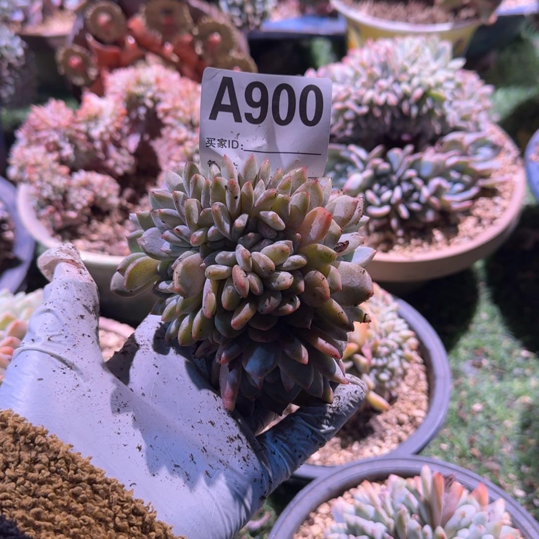 红星影缀化呀呀妈呀